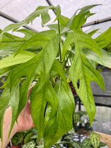 6” Pothos 'Baltic Blue' - Canopy Plant Co.