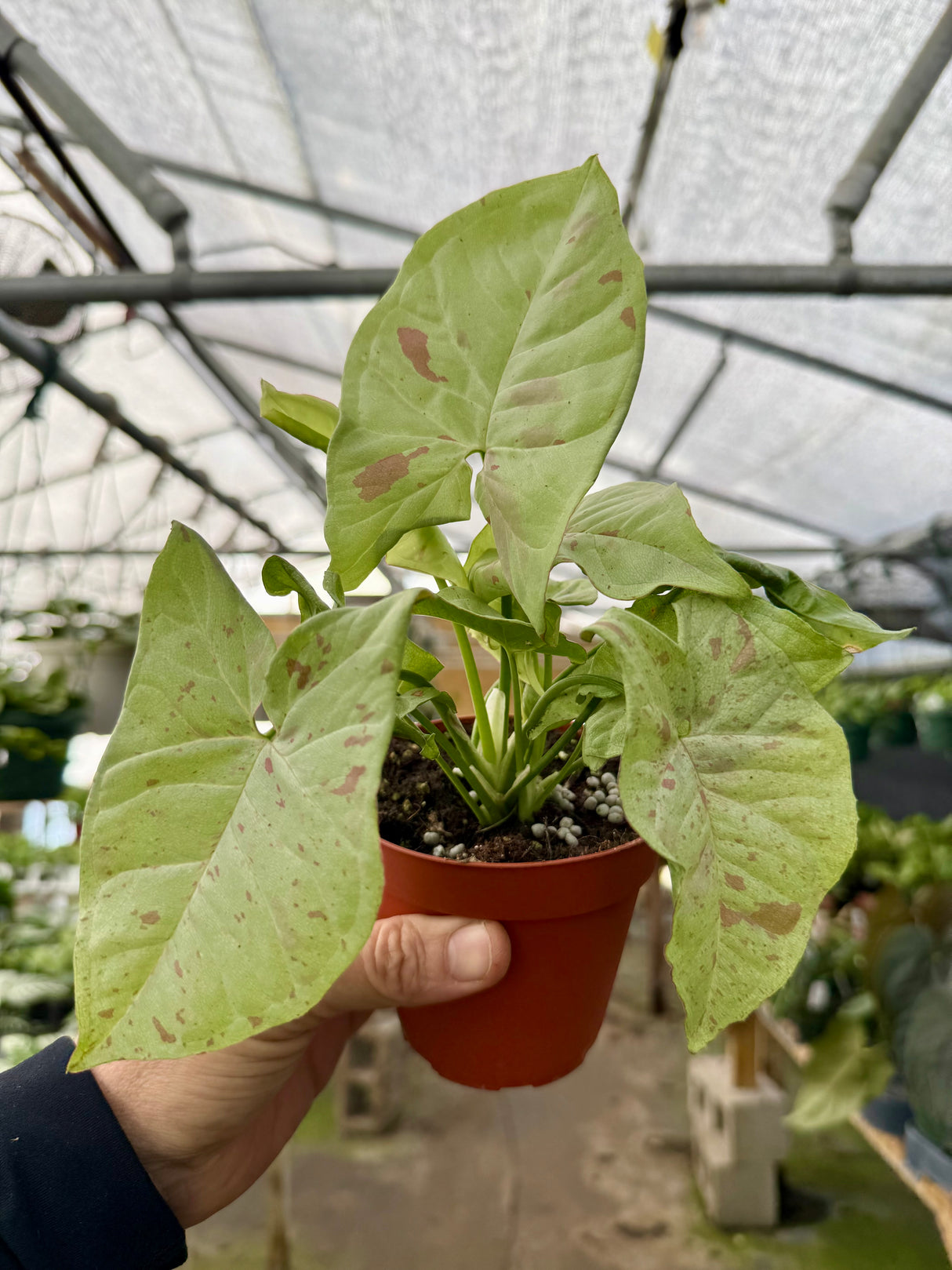 4" Syngonium ‘Milk Confetti’