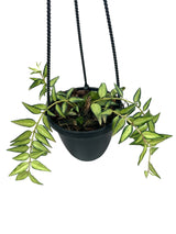 4" Hoya Bella variegated 'Luis Bois' hanging basket - Canopy Plant Co.