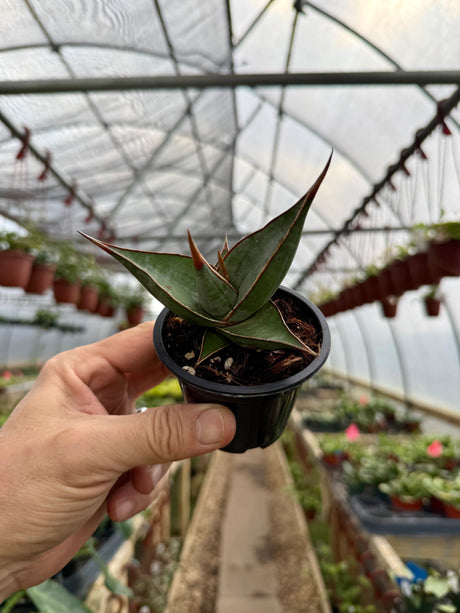 4" Sansevieria pinguicula 'Walking Sansevieria' - Canopy Plant Co.