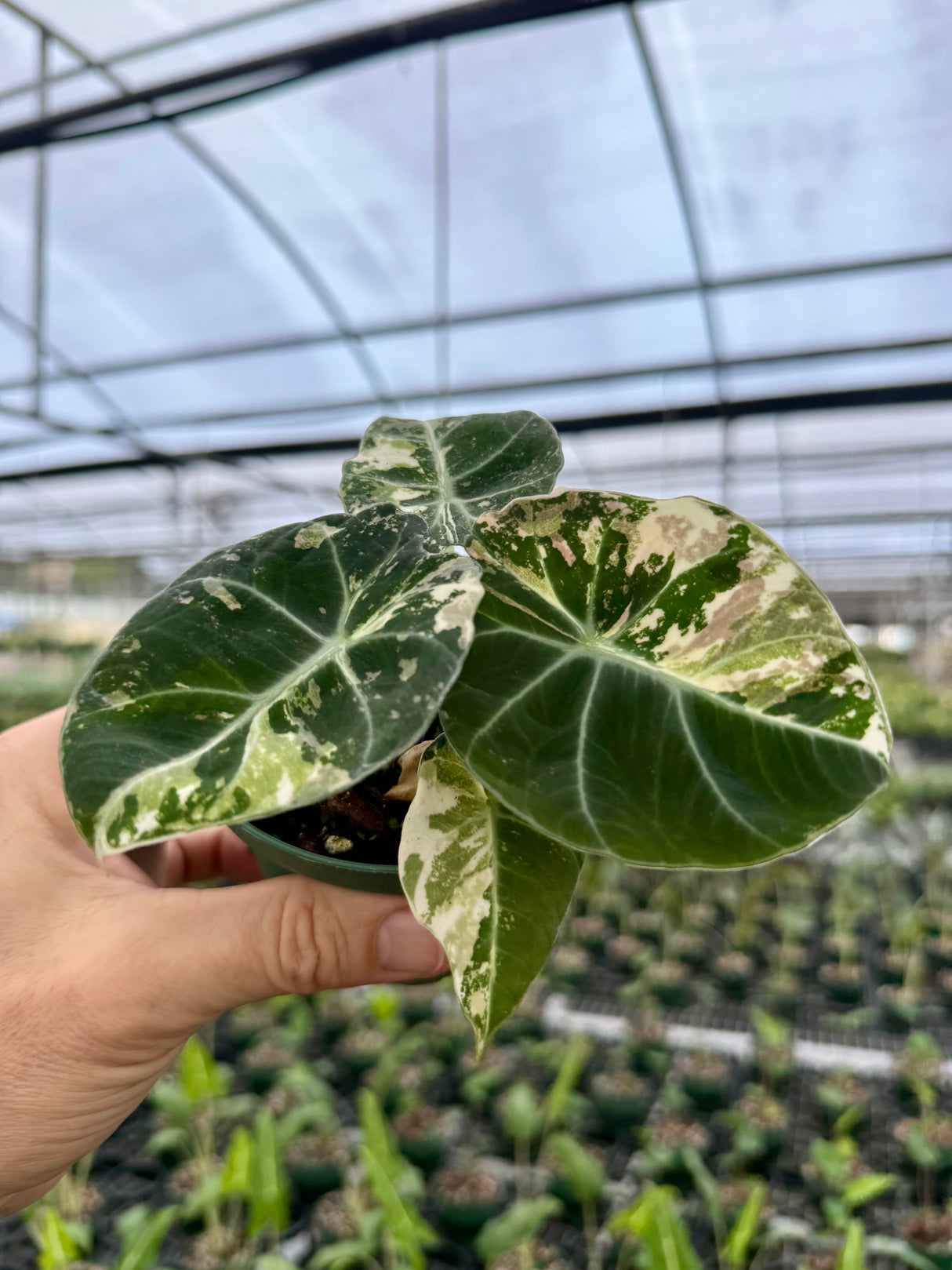 4" Alocasia ‘Black Velvet’ pink variegated