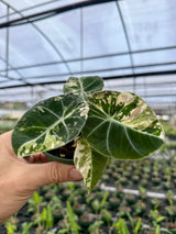 4" Alocasia ‘Black Velvet’ pink variegated