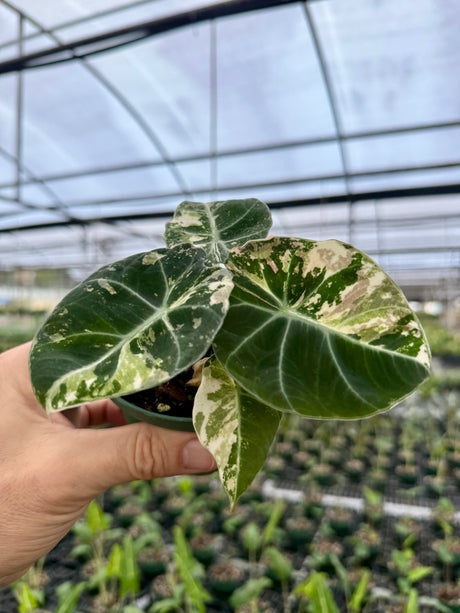 4" Alocasia ‘Black Velvet’ pink variegated