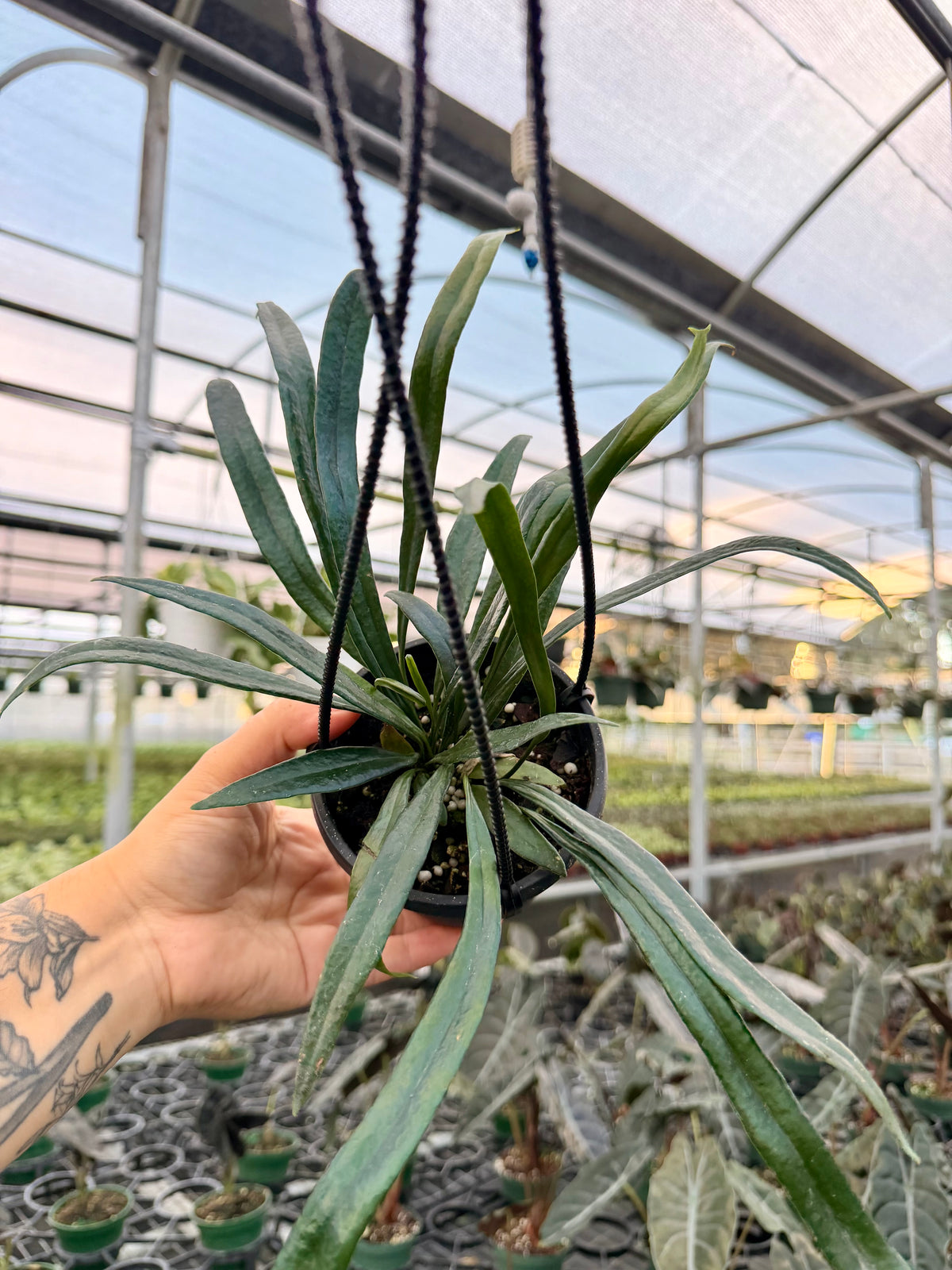 4" Microsorum thailandicum ‘Blue Oil Fern’ hanging basket