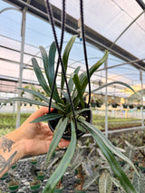 4" Microsorum thailandicum ‘Blue Oil Fern’ hanging basket