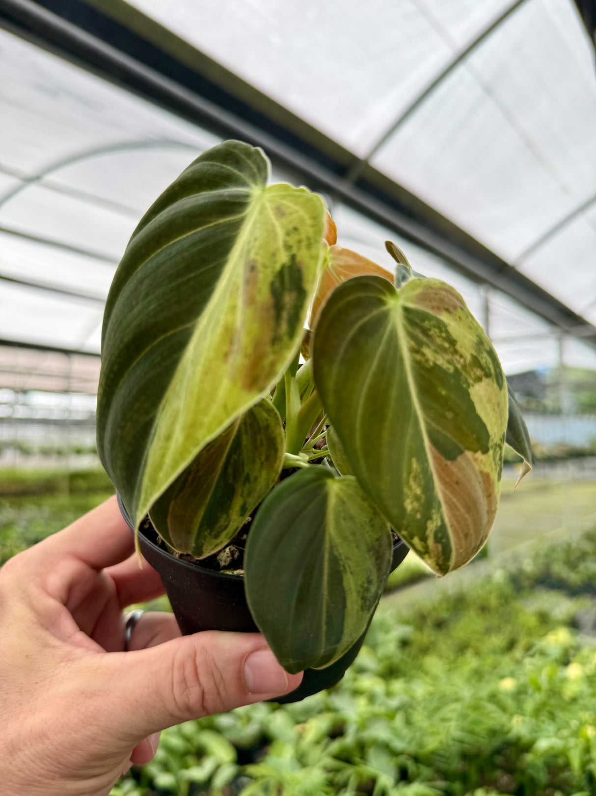 4" Philodendron melanochrysum variegated