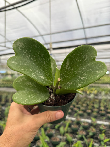 4” Hoya kerrii 'Splash'