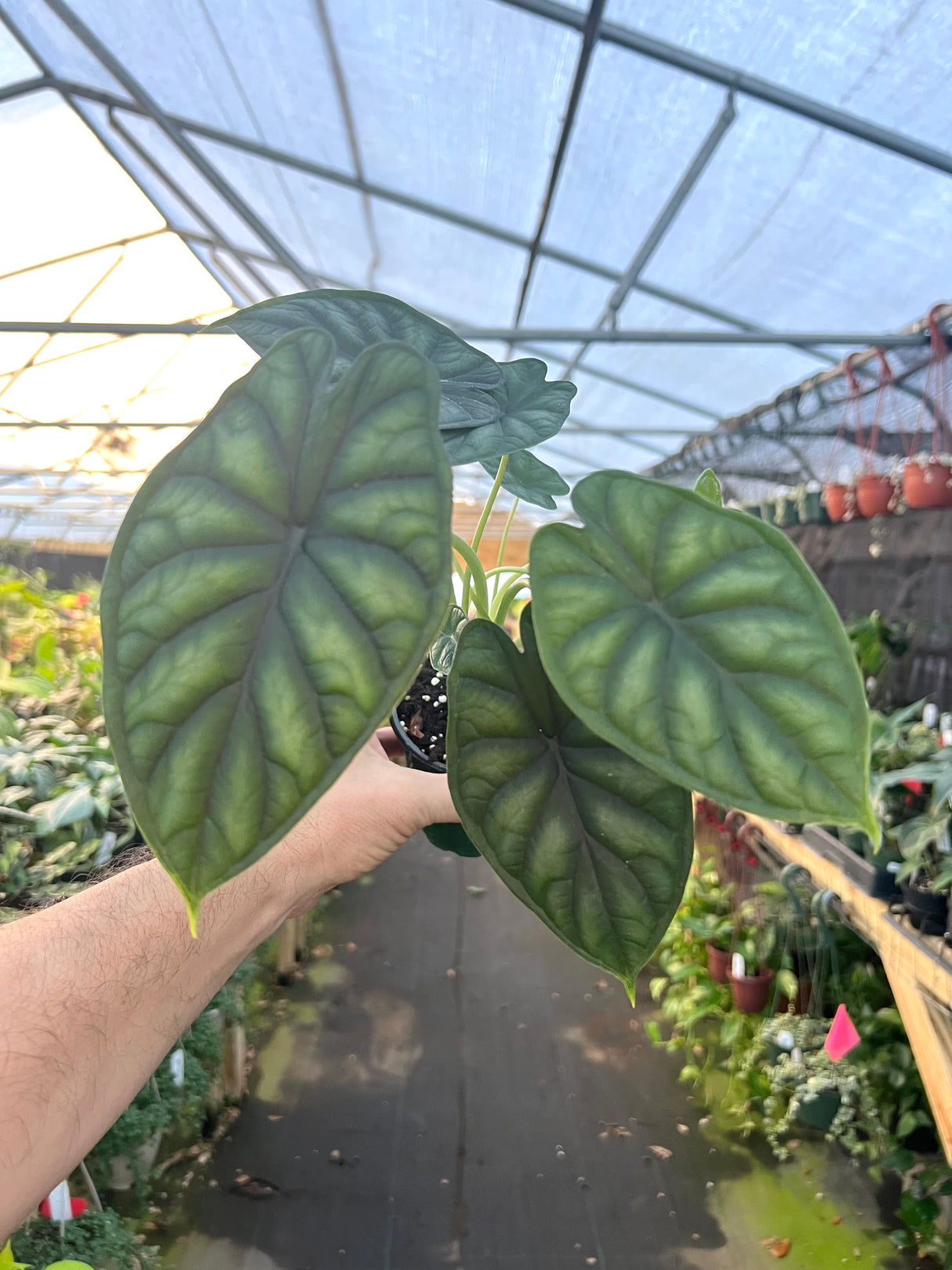 4" Alocasia Dragon Scale