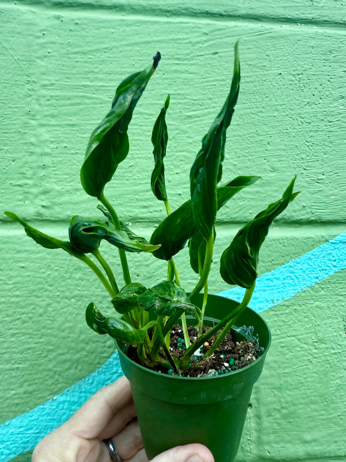 4" Pothos ‘Shangri-La’ - Canopy Plant Co.