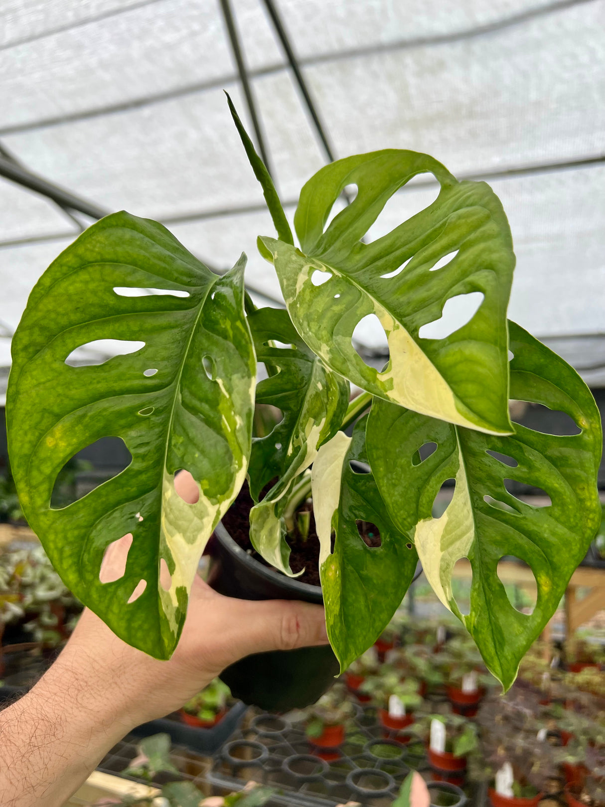 4” Monstera adansonii variegated 'Albo' (white) - Canopy Plant Co.