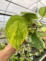 4" Scindapsus 'Jade Satin' variegated (aurea)