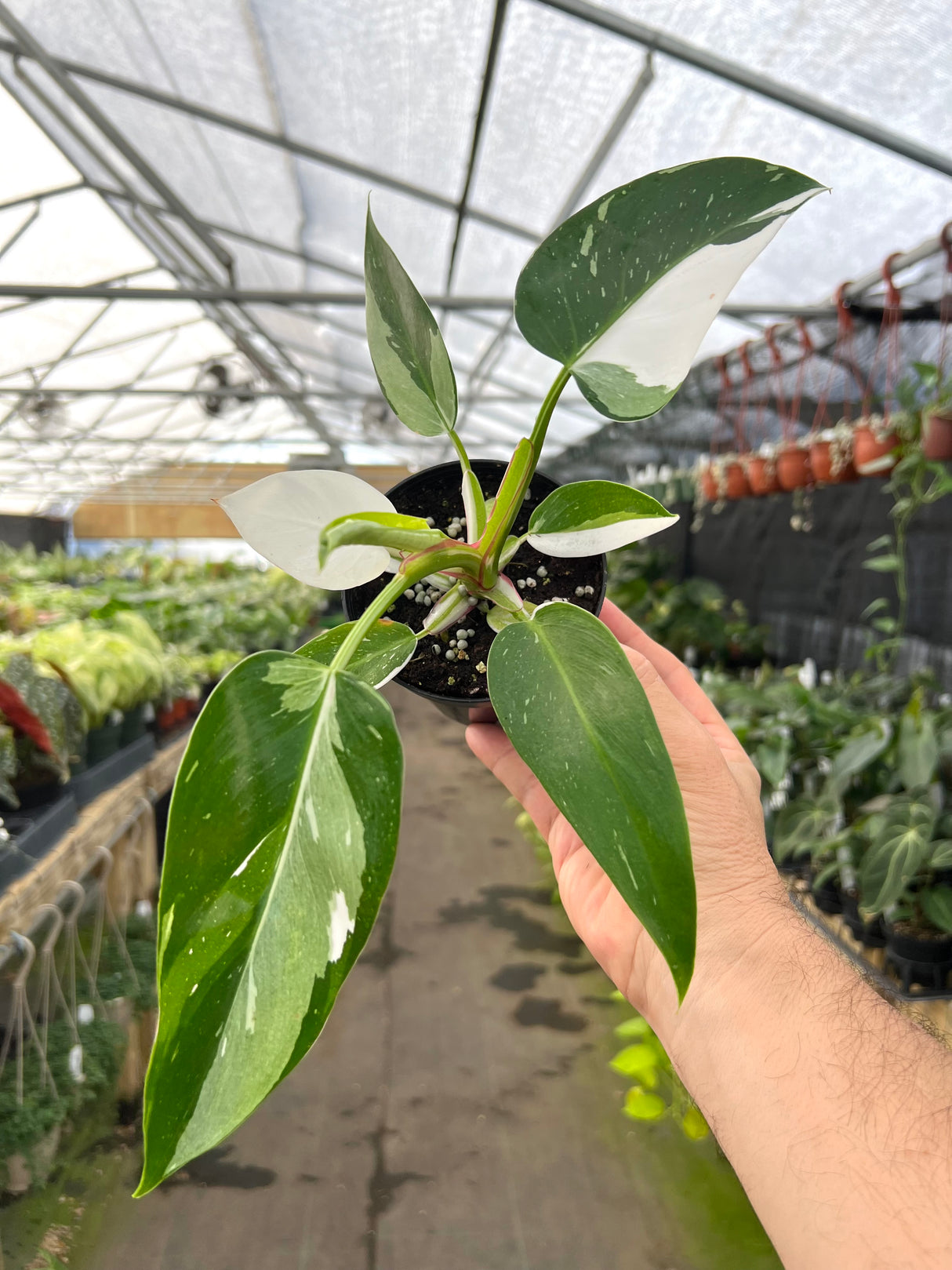 4” Philodendron White Princess