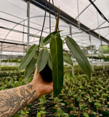 4" Philodendron ‘Spiritus Sancti’ hanging basket