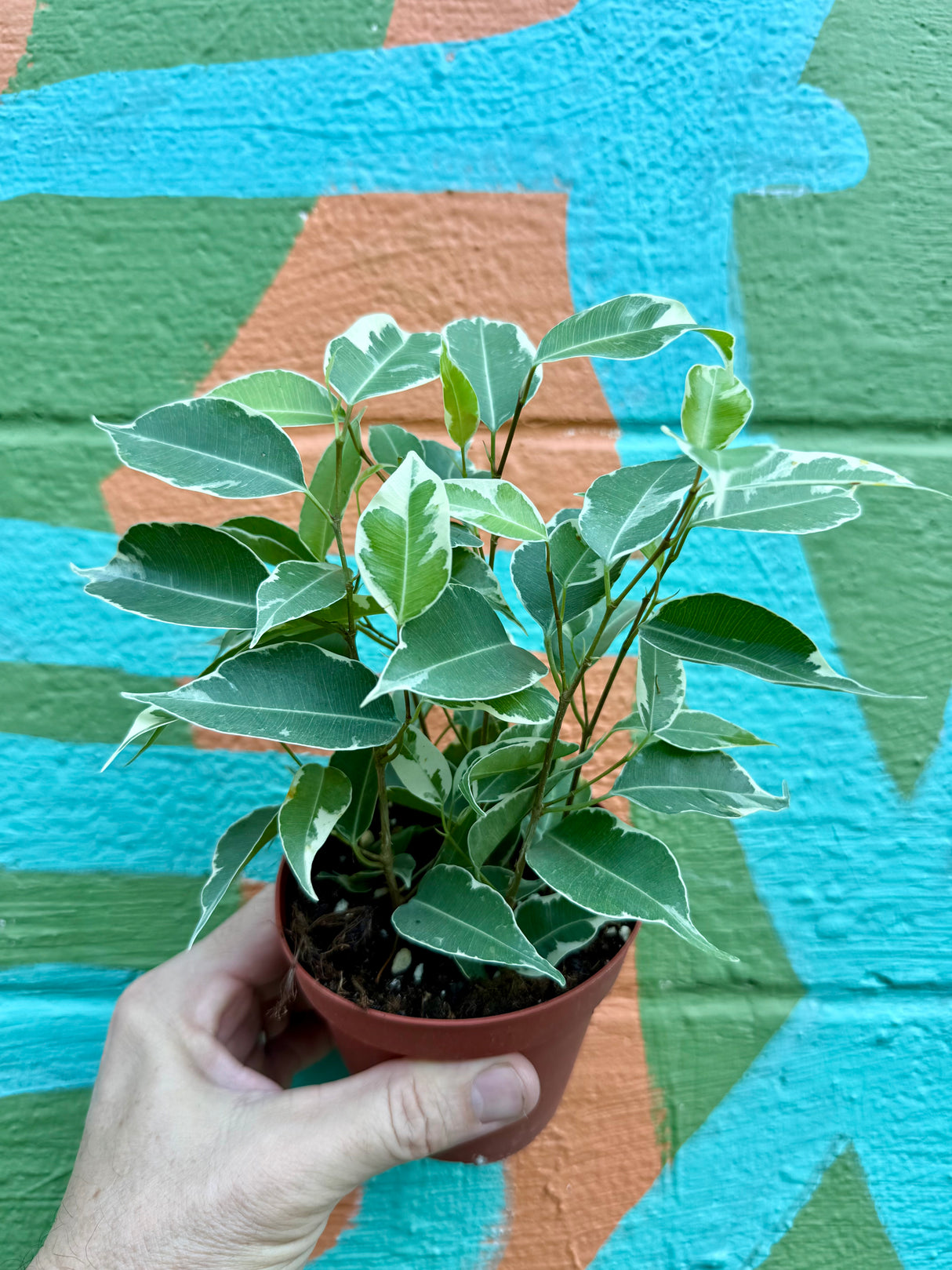 4" Ficus benjamina variegated 'Twilight' - Canopy Plant Co.