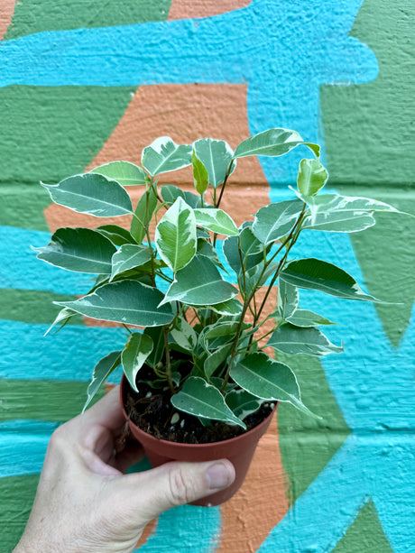 4" Ficus benjamina variegated 'Twilight' - Canopy Plant Co.