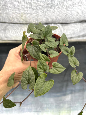 4" Piper Silver Flecks - Canopy Plant Co.