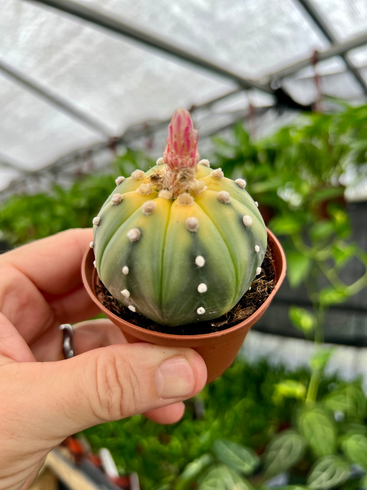 2.5" Astrophytum asterias 'Sand Dollar' - Canopy Plant Co.