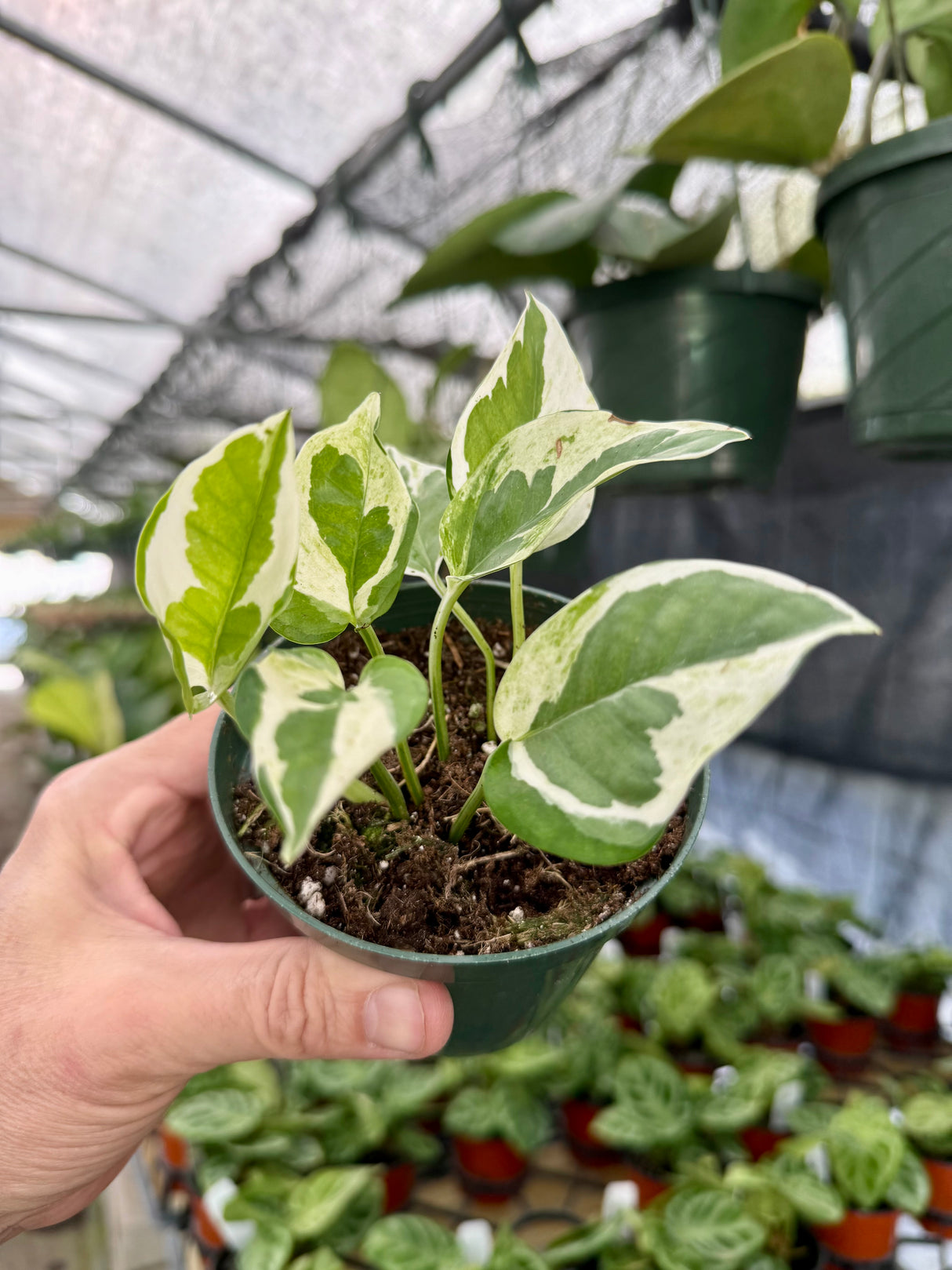 4" Pothos 'Glacier'
