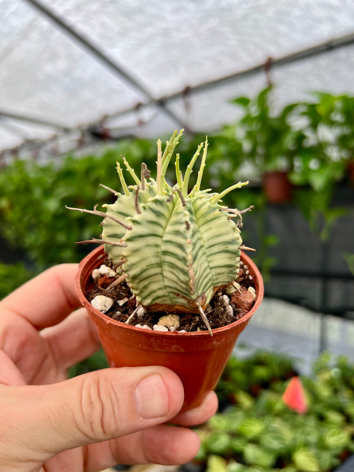 2.5" Euphorbia meloformis variegated - Canopy Plant Co.