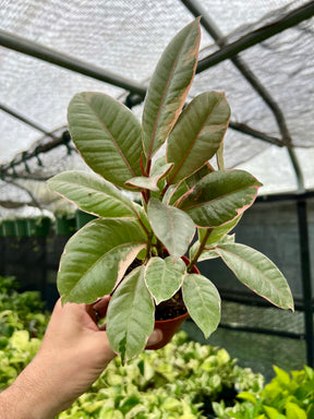 4" Ficus ‘Ruby’ - Canopy Plant Co.