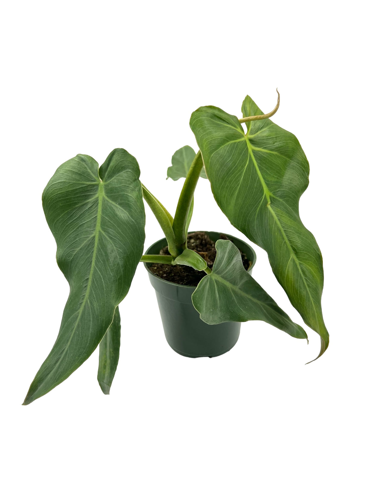 4" Philodendron maximum