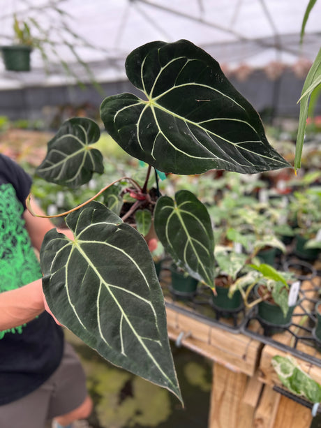 5" Anthurium Doc Block Hybrid - Black Widow® x carlablackiae (43x80) - Canopy Plant Co.