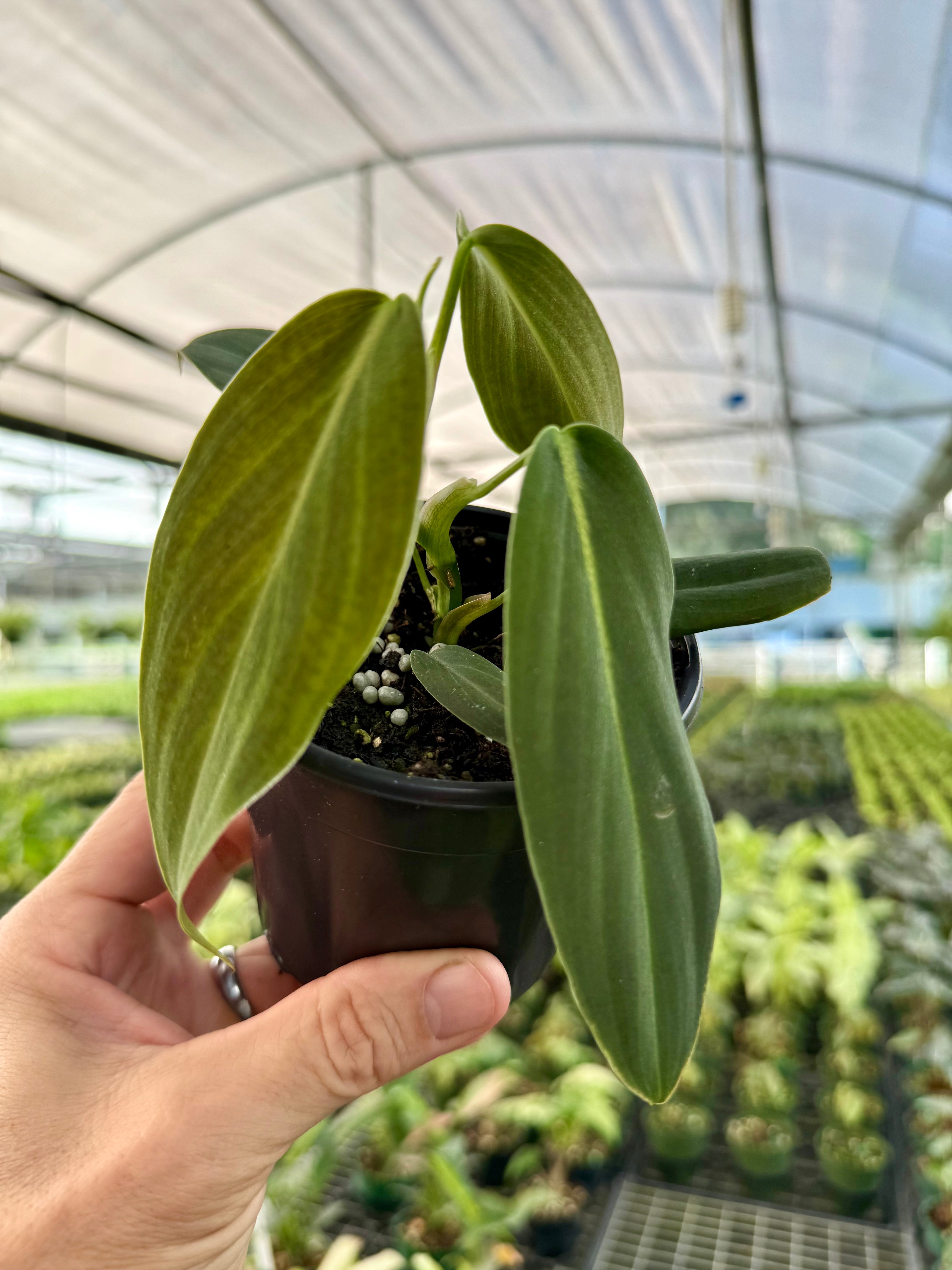 4” Philodendron gigas | Canopy Plant Co.