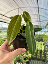 4” Philodendron gigas