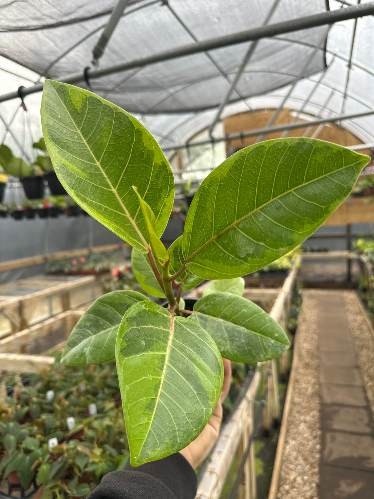 4" Ficus altissima ‘Golden Gem’