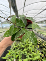 4” Hoya phuwuaensis 'Splash'