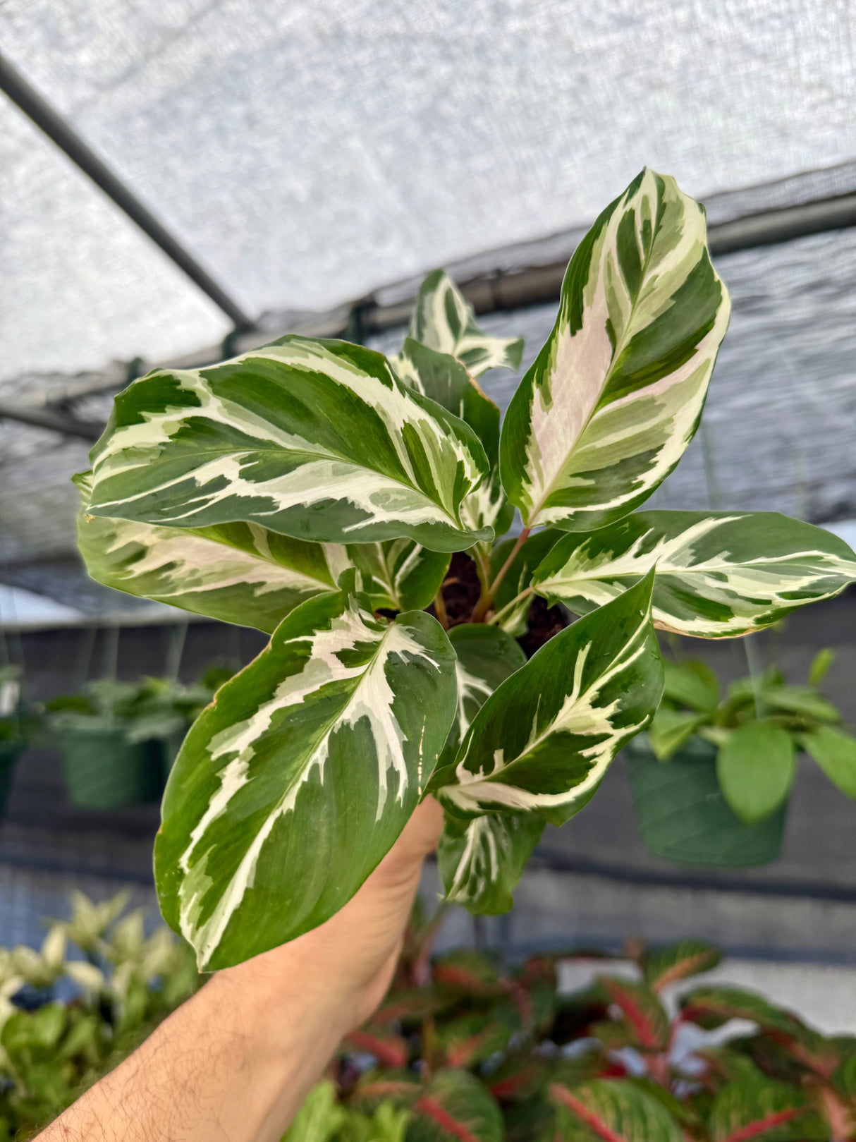 4" Calathea ‘Stella’