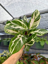 4" Calathea ‘Stella’