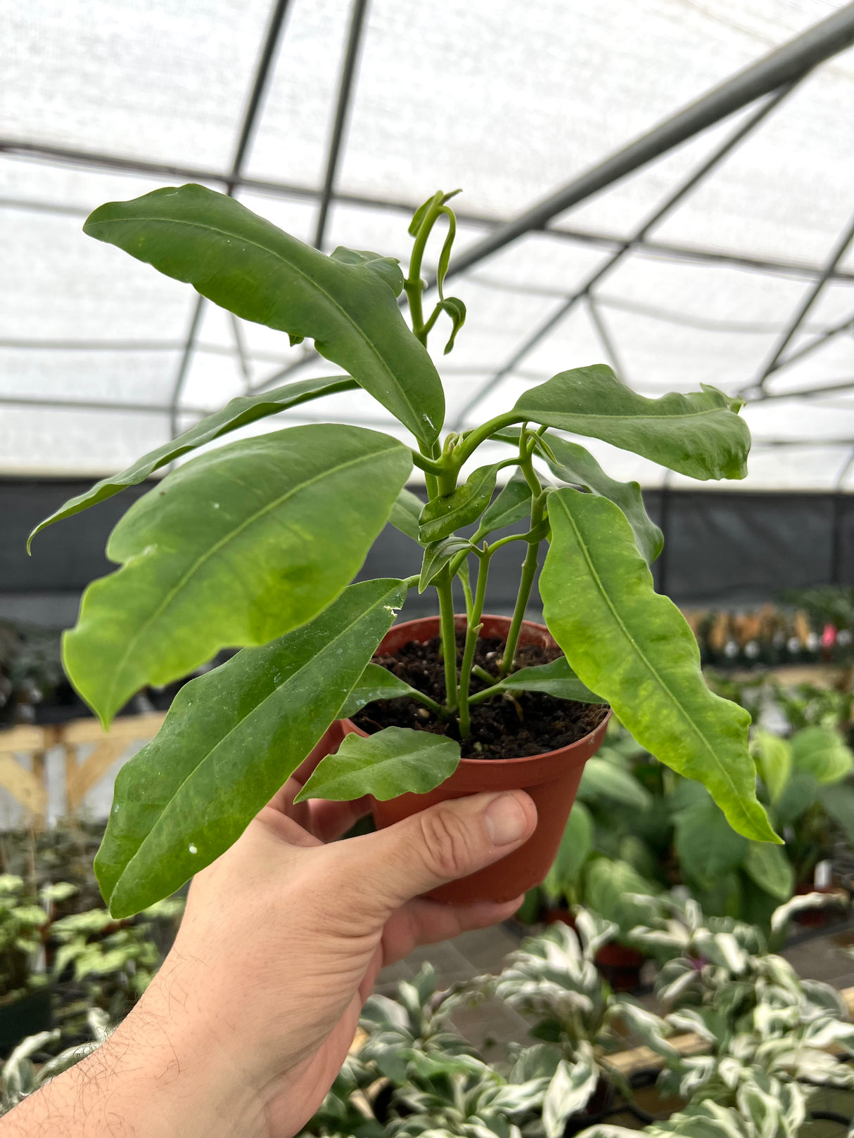 4" Hoya imperialis