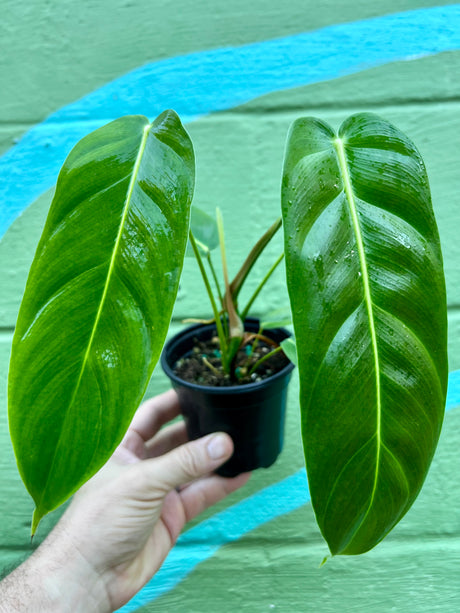 4" Philodendron esmeraldense - Canopy Plant Co.