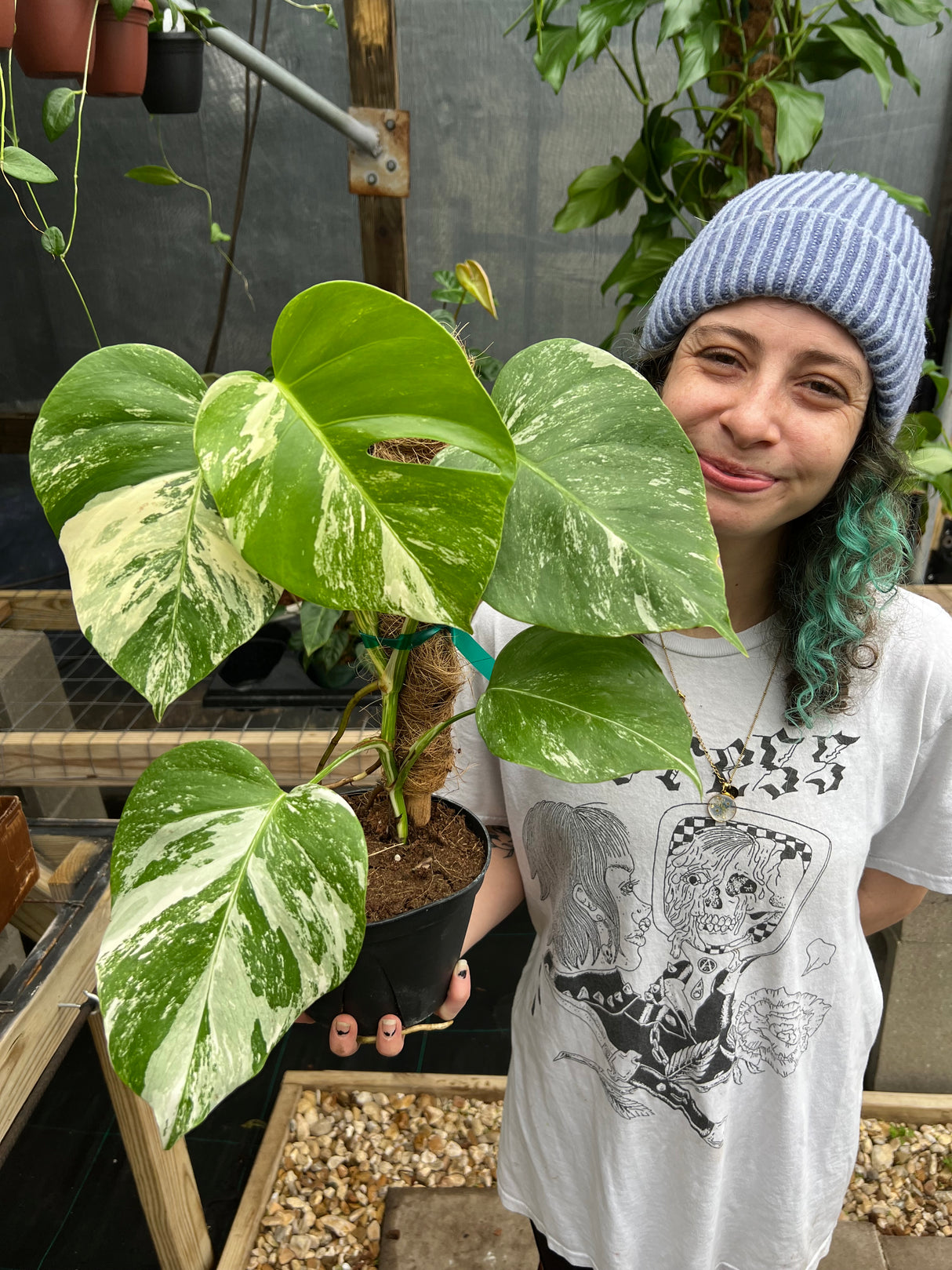 6" Monstera deliciosa variegated 'Albo'