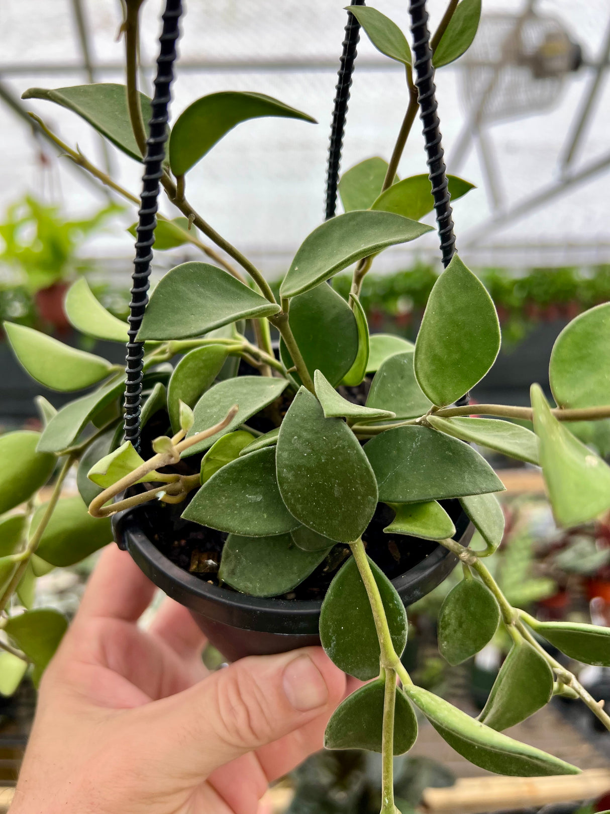 4" Hoya nummularioides hanging basket