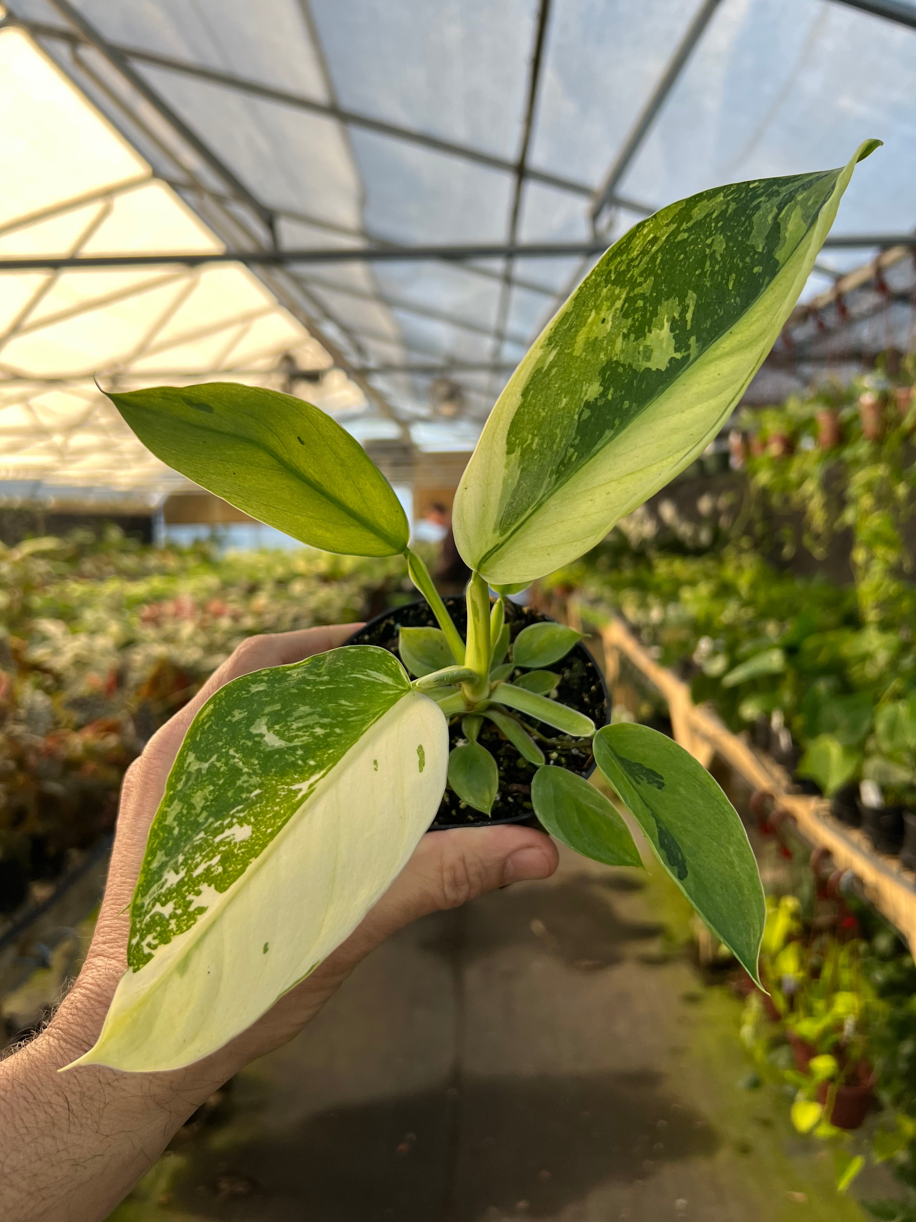 Store Philodendron Jose Buono Variegated Starter Plant