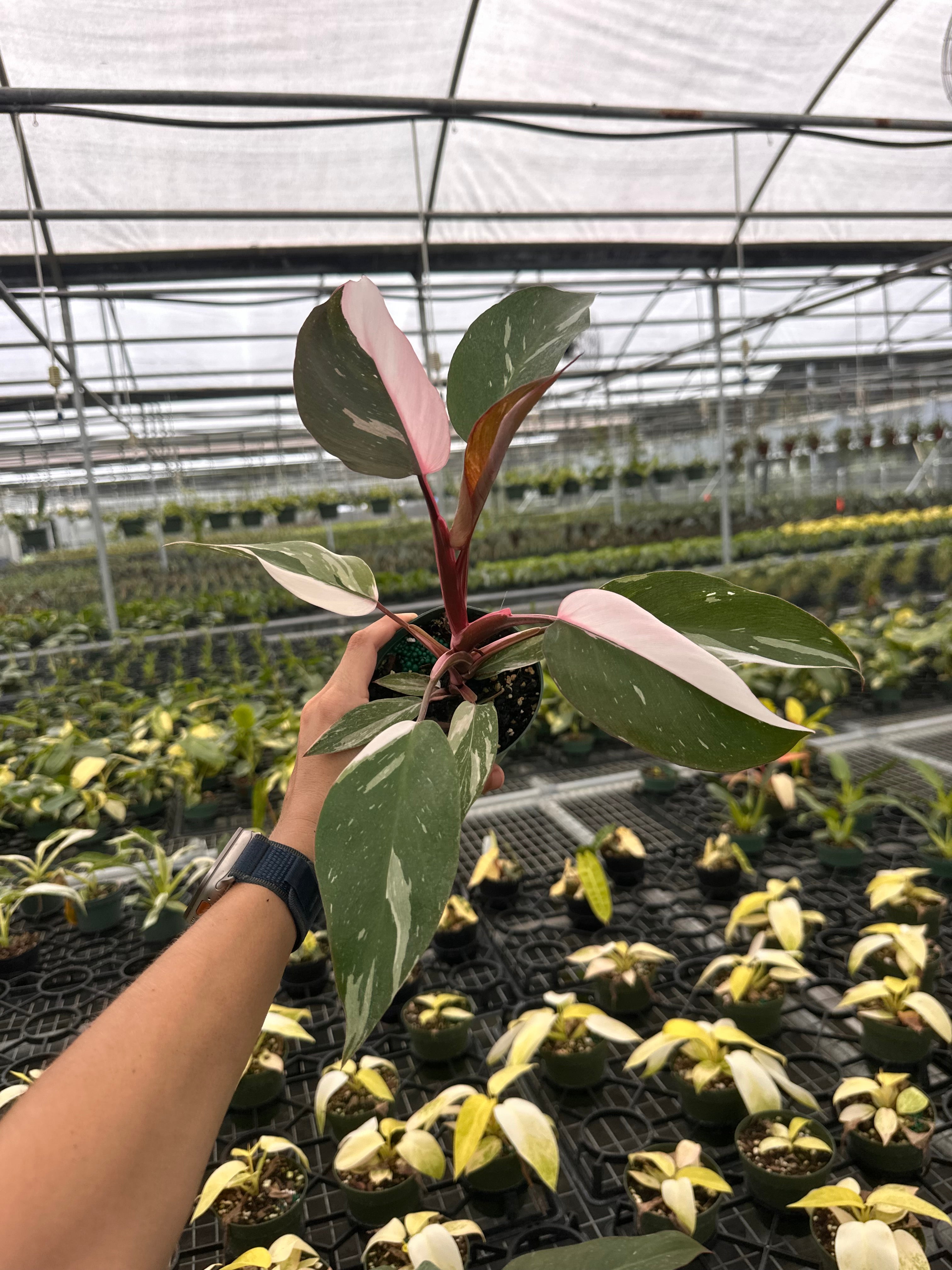 All products - Canopy Plant Co.