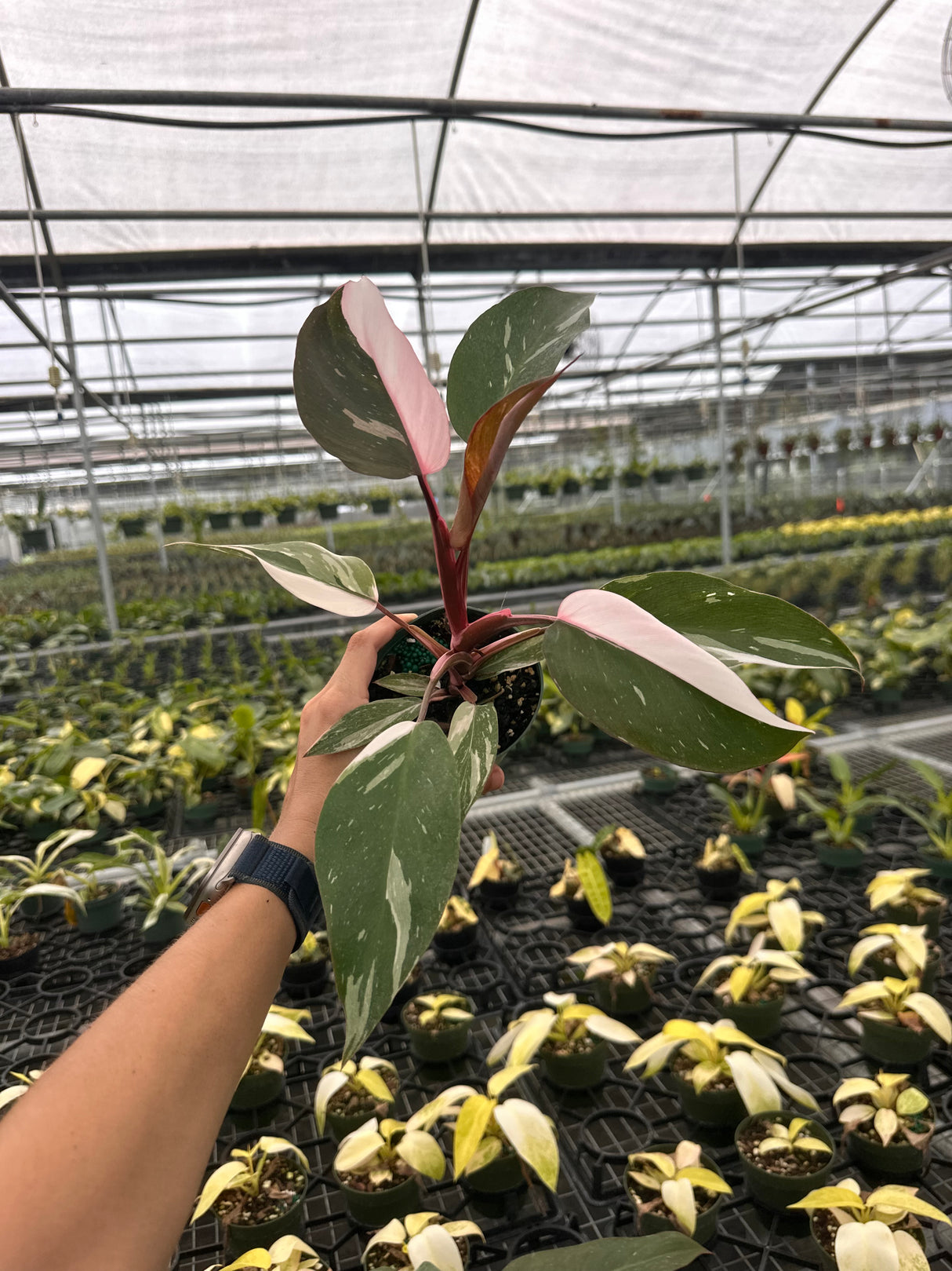 4” Philodendron ‘Pink Princess’