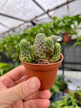2.5" Sulcorebutia rauschii - Canopy Plant Co.