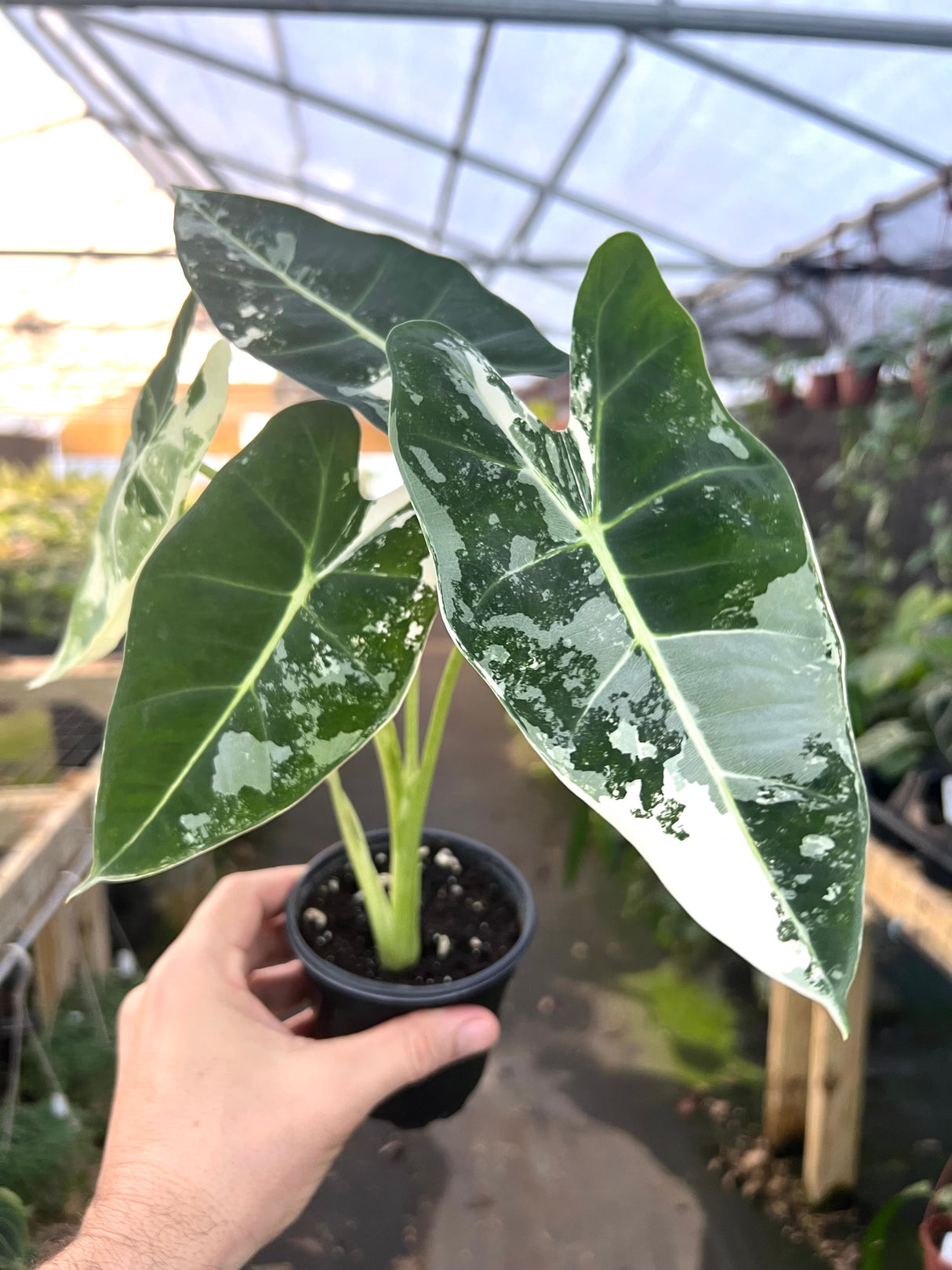 4” Alocasia Frydek variegated