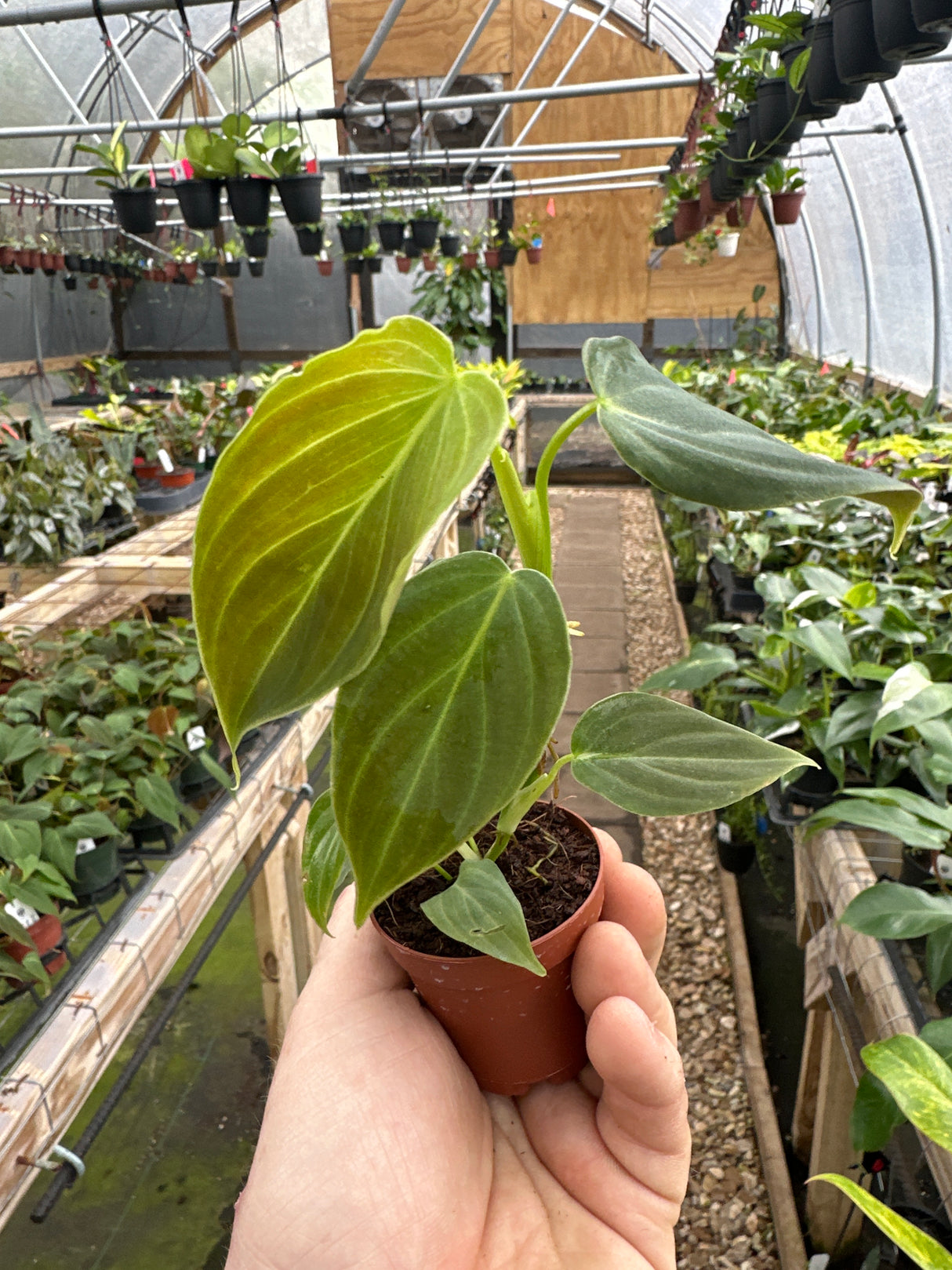 2" Philodendron Splendid