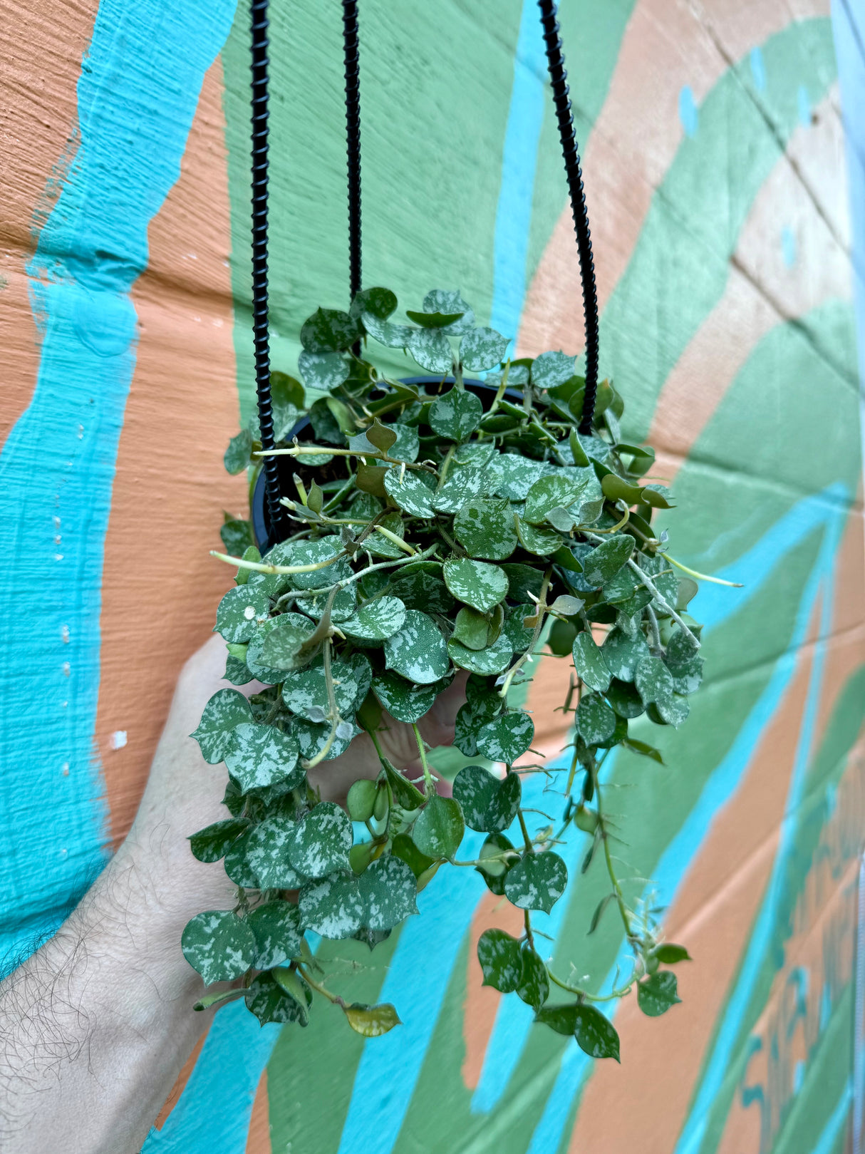4" Hoya curtisii hanging basket