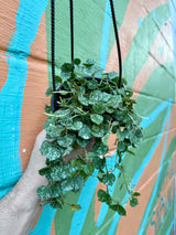 4" Hoya curtisii hanging basket
