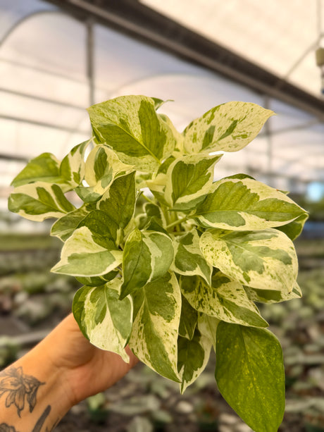 4" Pothos ‘Pearls and Jade’ - Canopy Plant Co.