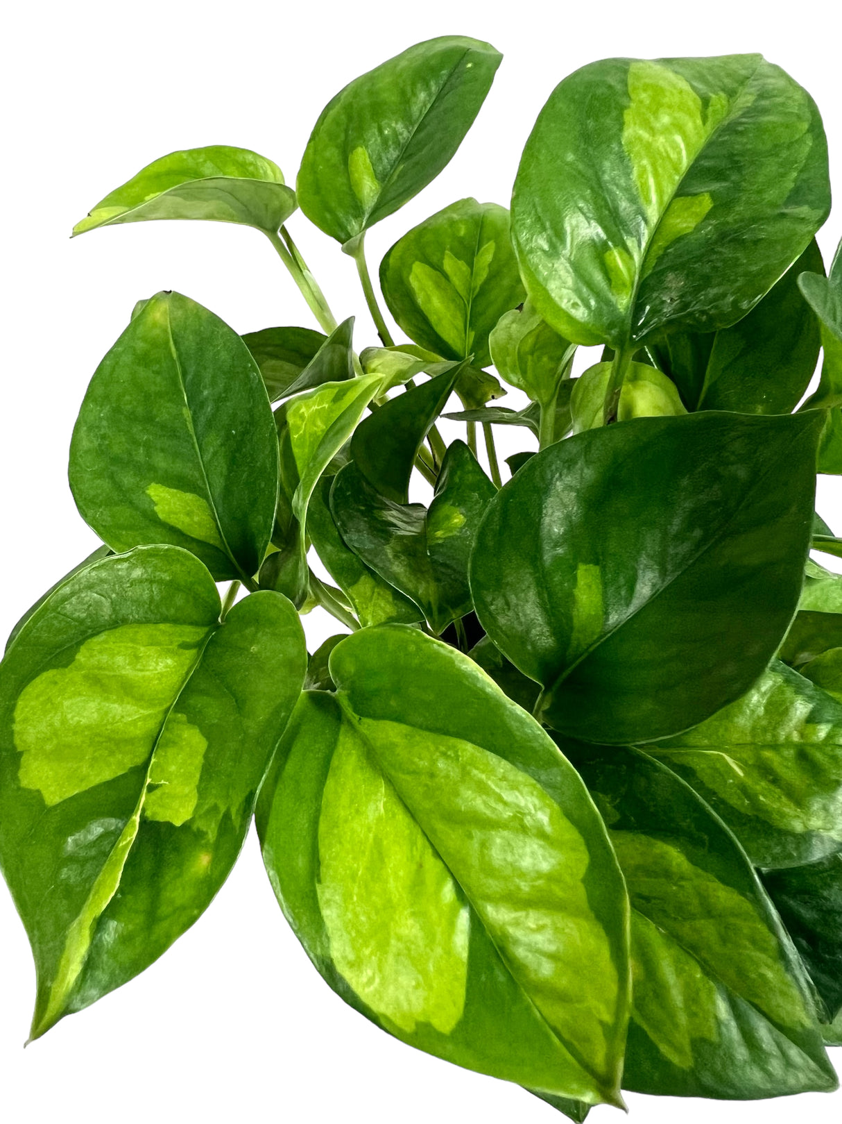 4” Pothos Global Green