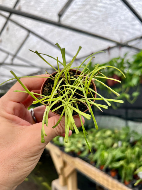2.5" Hoya retusa