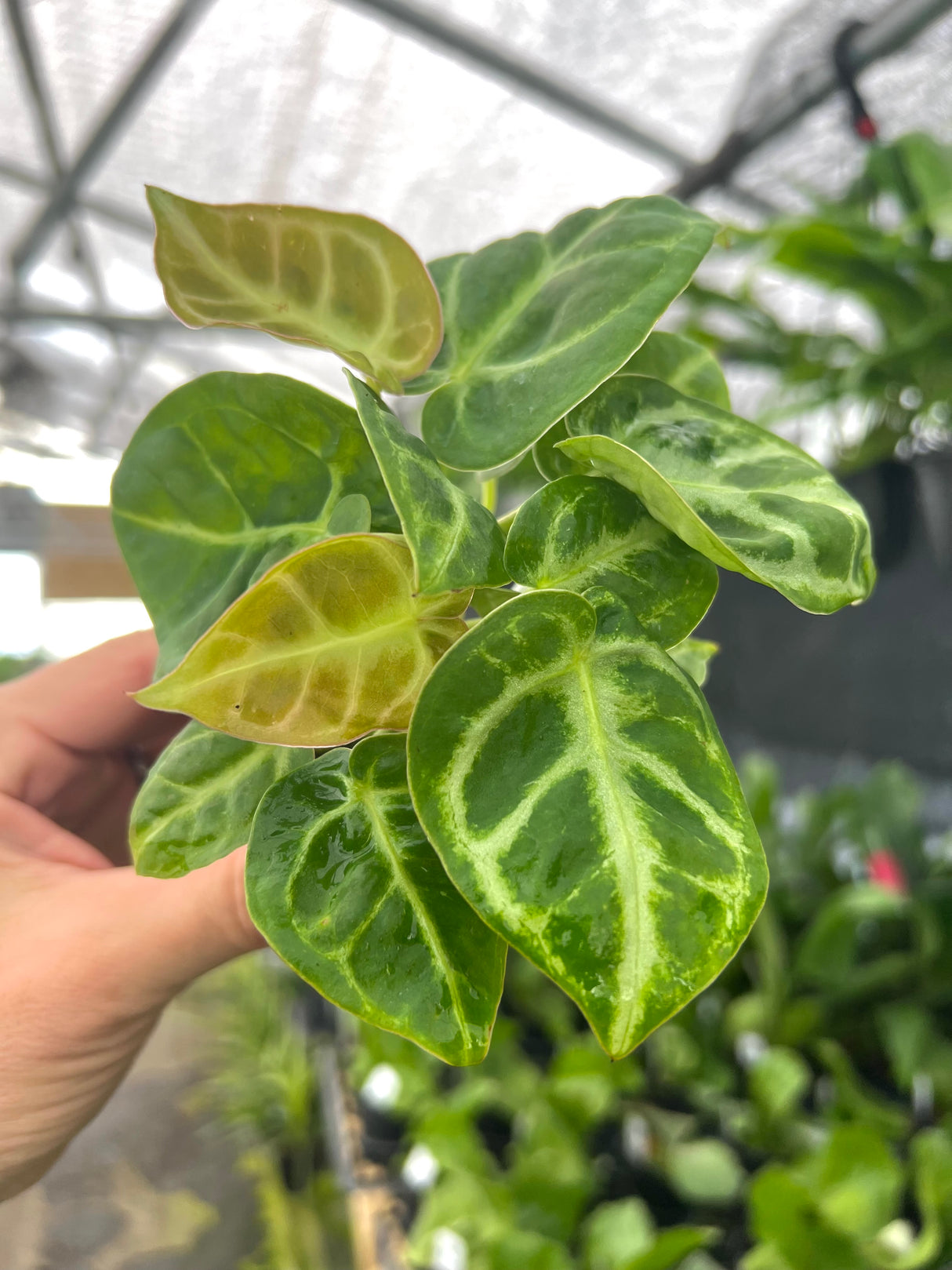 2" Anthurium Silver Blush