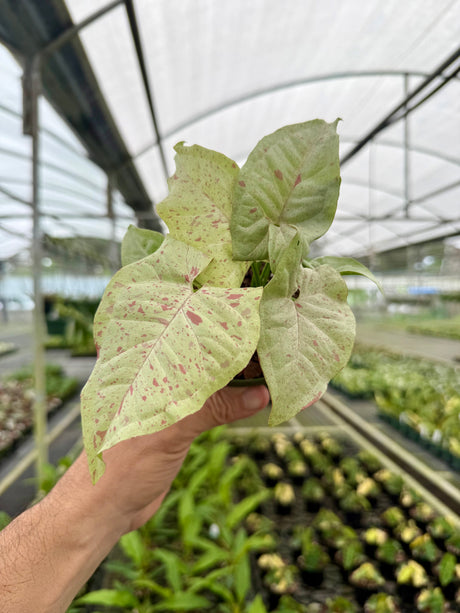 4" Syngonium ‘Milk Confetti’
