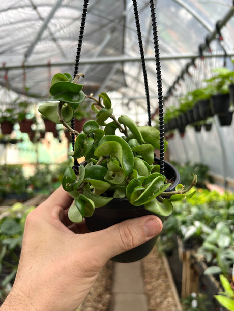 4" Hoya compacta 'Rope' hanging basket